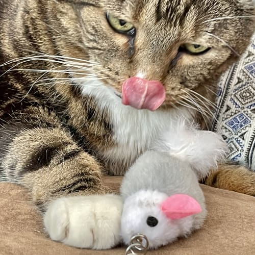 Tabby cat licking nose while playing with plush mouse toy during pet sitting visit