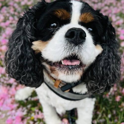 A tricolor cavalier king charles spaniel sits on grass covered in pink cherry blossom petals, looking up at the camera.