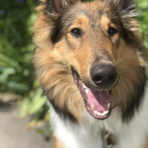 Close-up of a sable and white rough collie smiling in front of green garden foliage, tongue out and tags visible on collar.