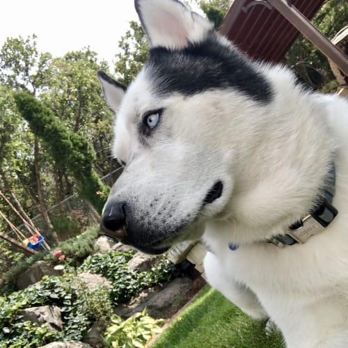 White and black husky with one piercing blue eye stands alert in a lush green Utah backyard with trees and garden beds in the background.