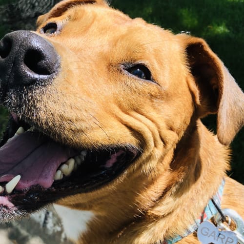 Red and tan pit bull mix named Garp grins into the camera in bright sunlight with a teal floral collar and a personalized tag.