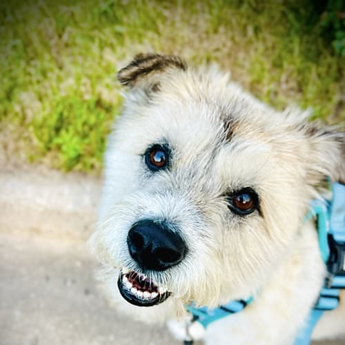 A scruffy cream-colored terrier mix in a teal harness sits on a sidewalk next to a grassy strip, looking up at the camera.