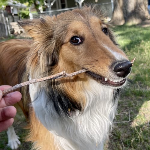 Shetland Sheepdog holding a stick in its mouth during outdoor playtime with Away Home & Pet Care