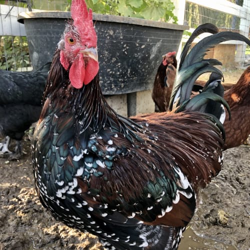 Colorful speckled rooster with two hens in a backyard coop area with wire fencing and a feed trough