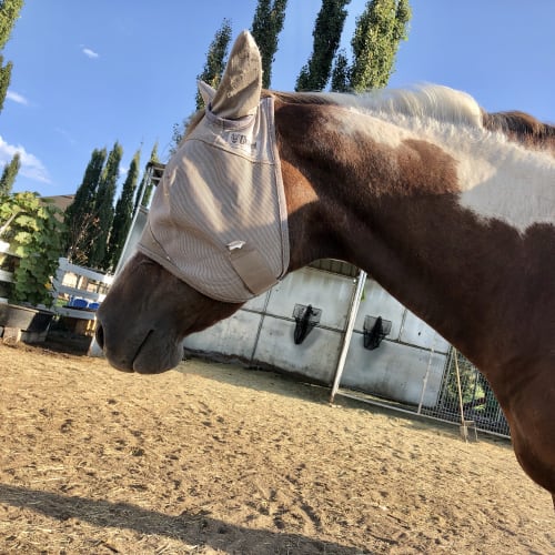 Brown and white paint horse wearing a tan fly mask standing in a sandy paddock with tall poplars and a blue sky behind
