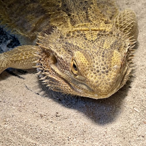 Bearded dragon resting on carpet during pet sitting visit