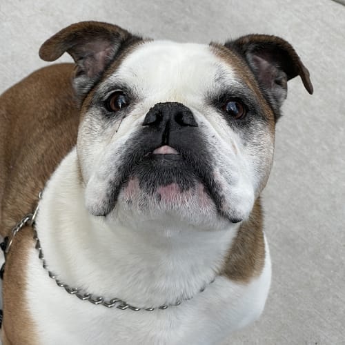 English bulldog with brown and white coat looking up at camera during pet sitting visit