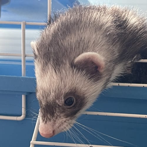 Ferret peeking through blue wire cage during pet sitting visit