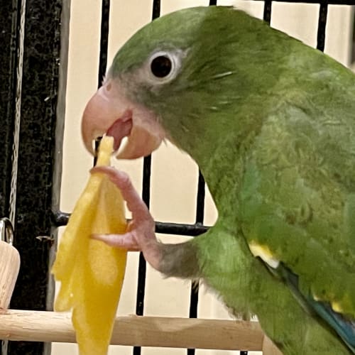 Green quaker parrot enjoying a fresh mango slice while perched in cage during pet sitting visit