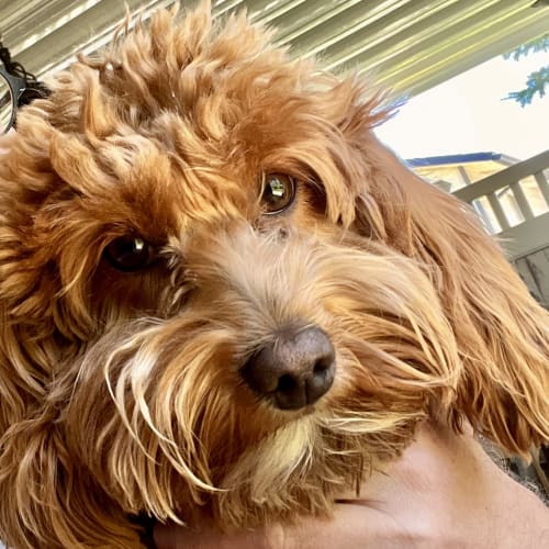 Close-up of a red curly-haired cavapoo being held in a person's arms outside on a porch.