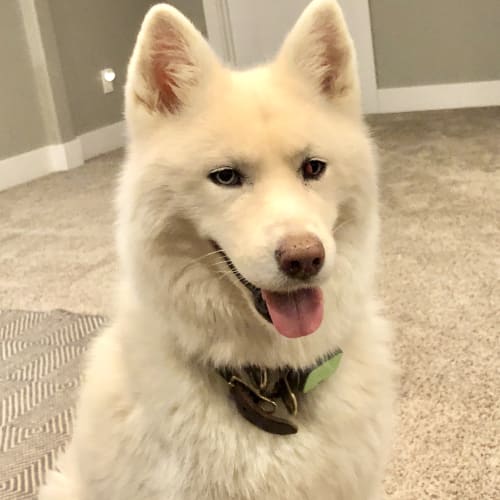 A fluffy white husky with one blue and one brown eye sits on a carpeted floor indoors, tongue out.
