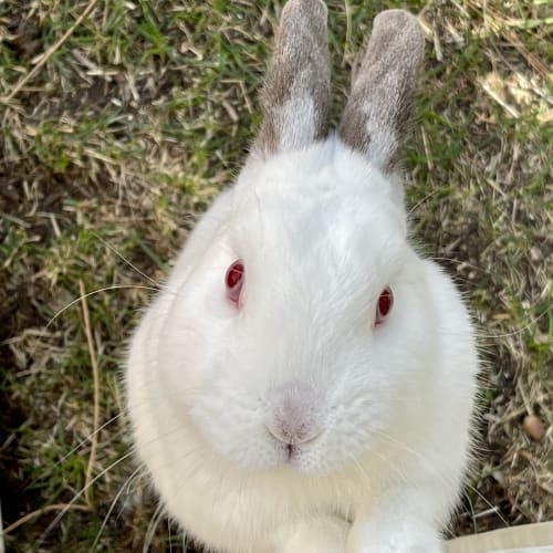 White rabbit with red eyes sitting in outdoor yard during pet sitting visit by Away Home & Pet Care