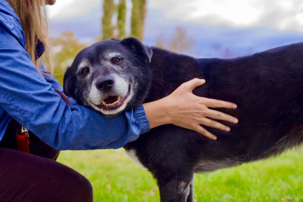 Away Home & Pet Care sitter hugging dog during in-home pet sitting visit in Ogden Utah