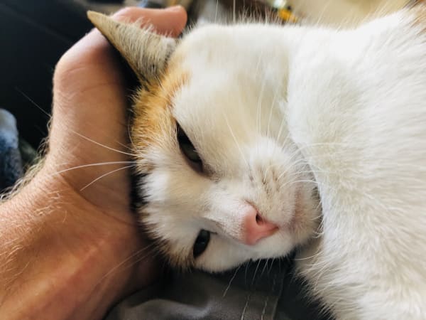 Calico cat relaxing during in-home cat sitting visit in Ogden Utah