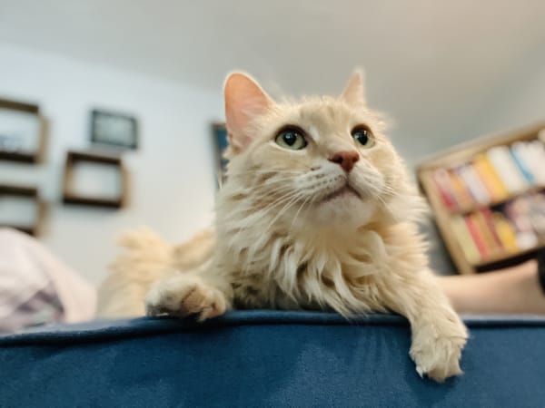 Long-haired cream cat resting during in-home cat sitting visit in Ogden Utah