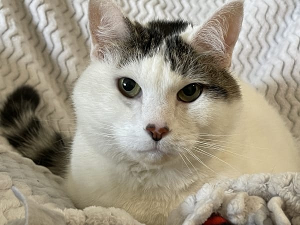 White tabby cat resting during in-home pet sitting visit in Ogden Utah