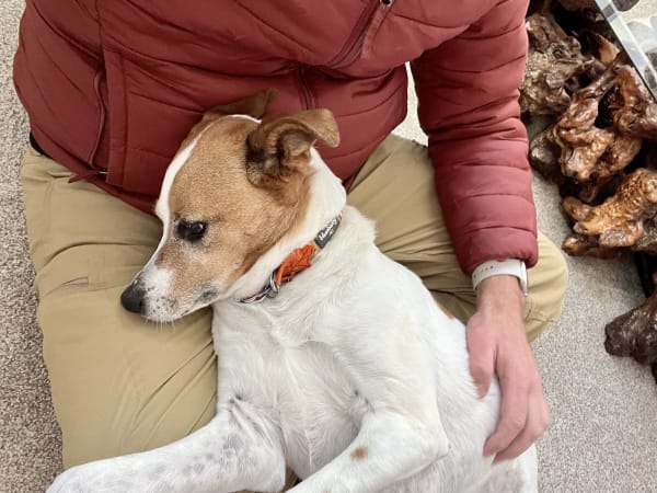 Jack Russell terrier cuddling during in-home pet sitting visit in Ogden Utah