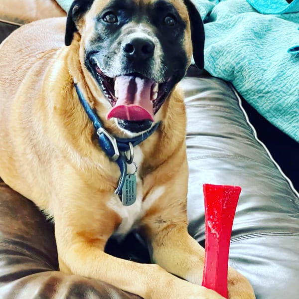 Senior dog relaxing on couch during pet sitting visit in Ogden Utah