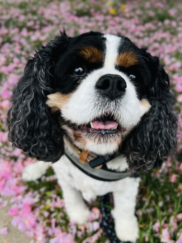 Cavalier spaniel sitting in cherry blossoms after a spring midday walk in Ogden, Utah