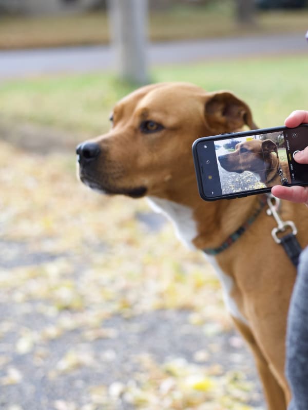 Away Home & Pet Care team member with a pet during a professional dog walking or pet sitting visit in Ogden, Utah