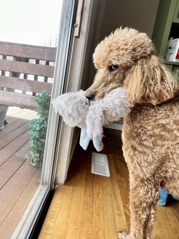 Apricot poodle at home during pet sitting visit in Ogden Utah
