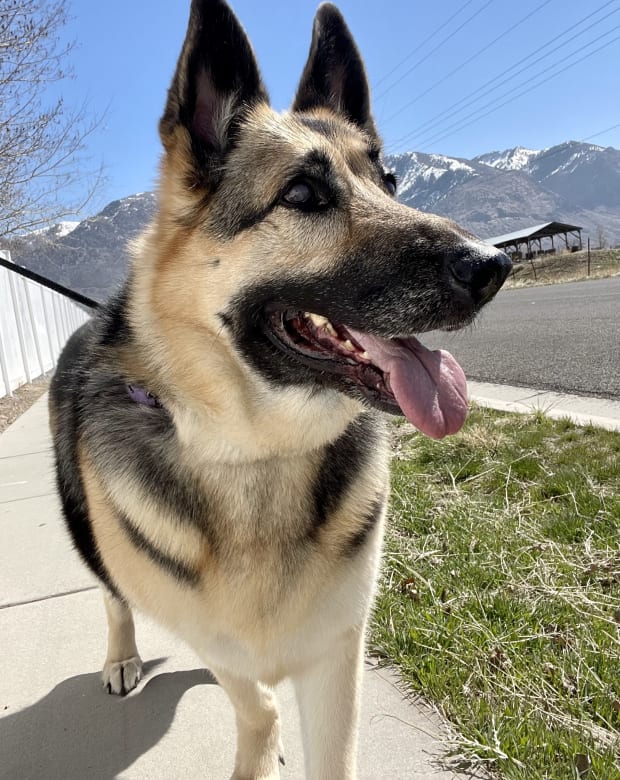 Dog walking along the Wasatch mountains in the Ogden Utah area