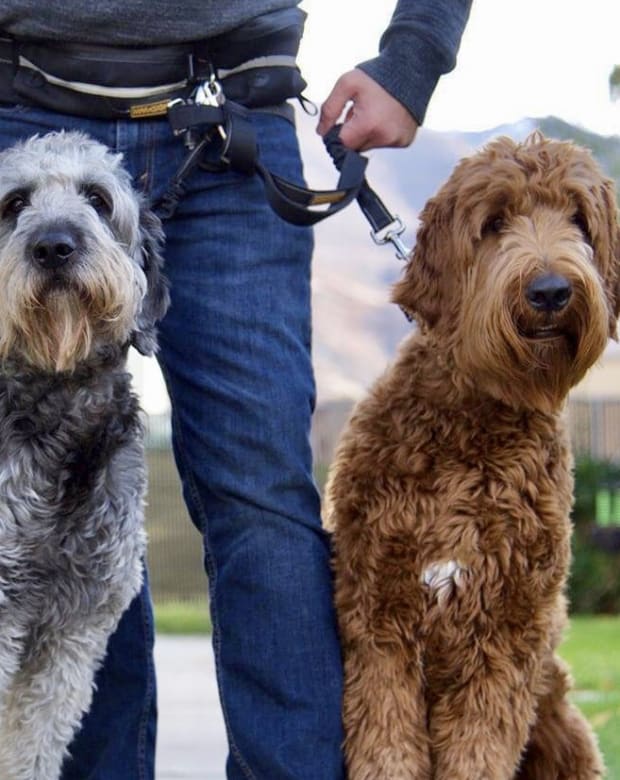 Away Home & Pet Care dog walker with two labradoodles in Ogden, Utah with Wasatch mountains behind