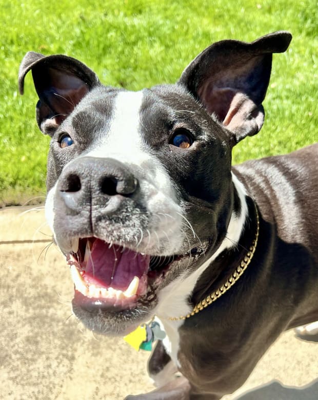 Pet care in North Ogden, UT