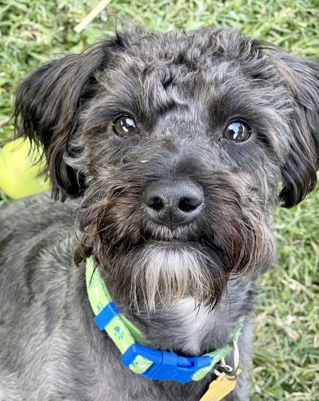 Pet care in Uintah, UT