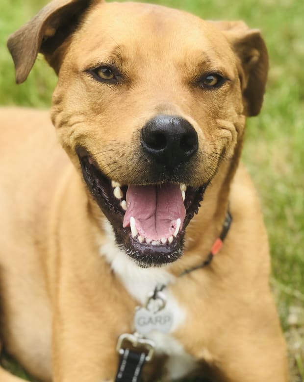 Pet care in South Ogden, UT