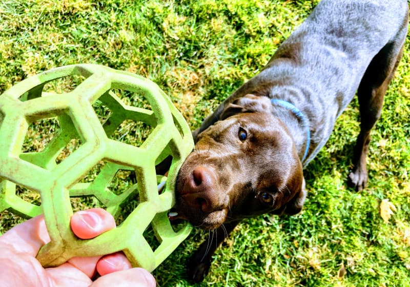 Pet care in South Weber Utah