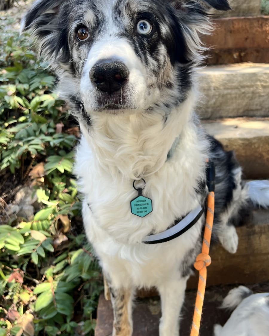 Professional pet care in Riverdale, UT