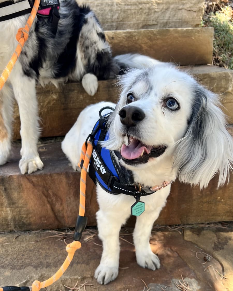 Professional pet care in Farr West, UT