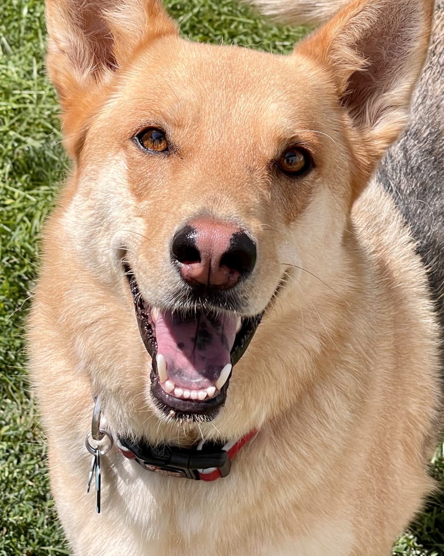 Professional pet care in South Ogden, UT