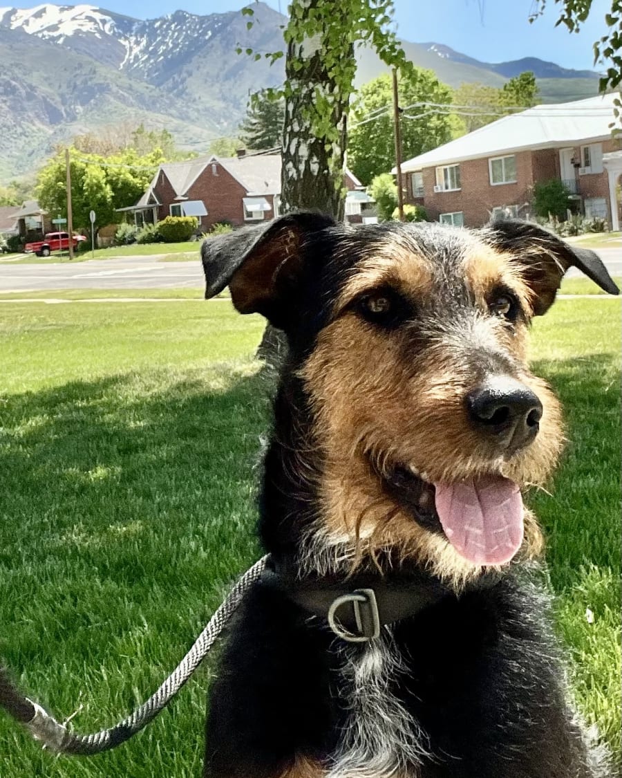Professional pet care in Uintah, UT