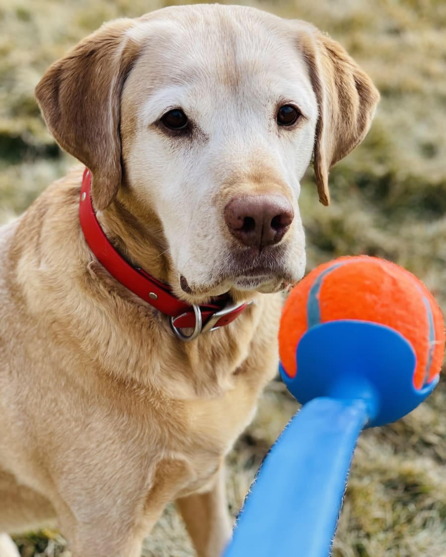 Professional pet care in Harrisville, UT