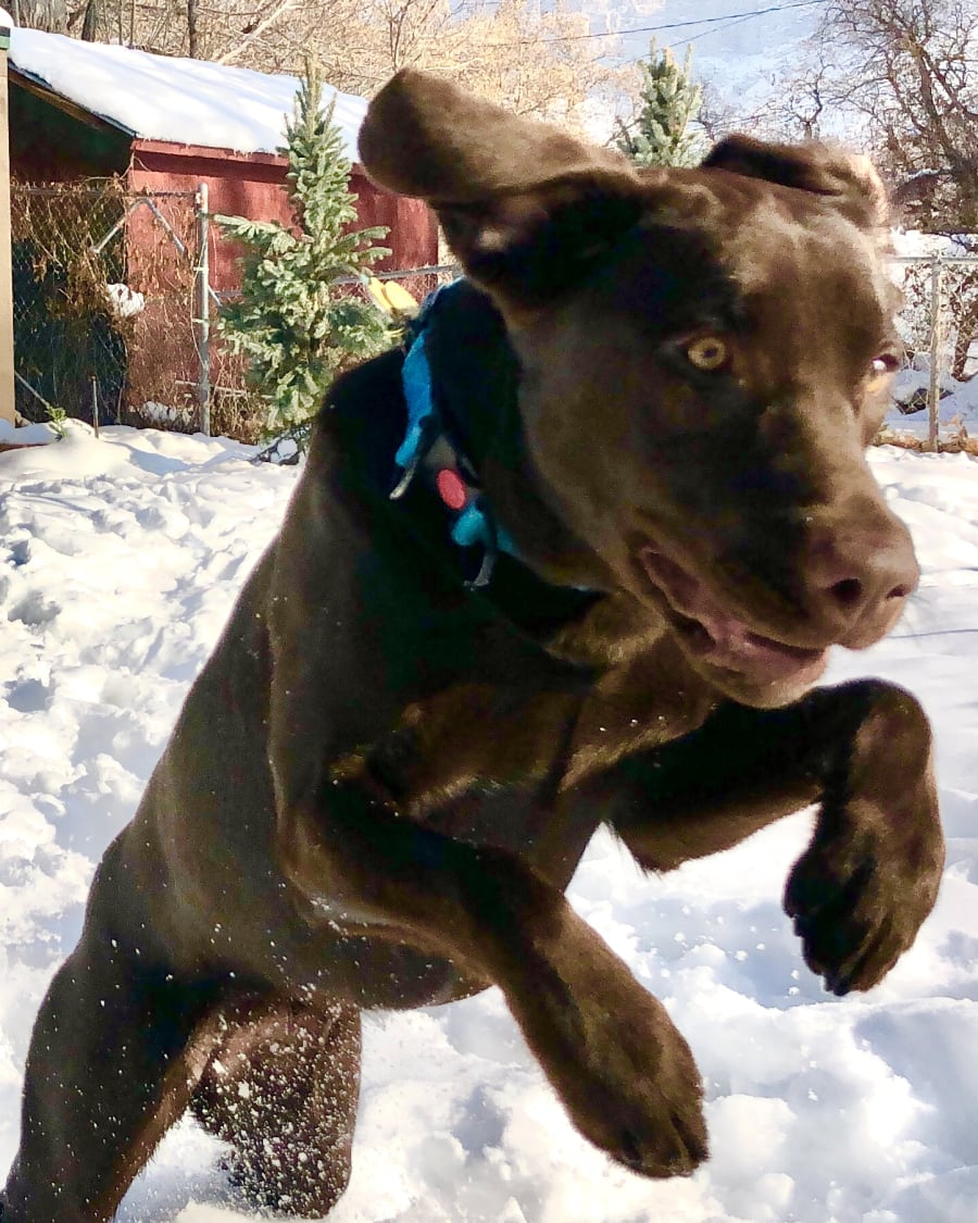 Professional pet care in North Ogden, UT