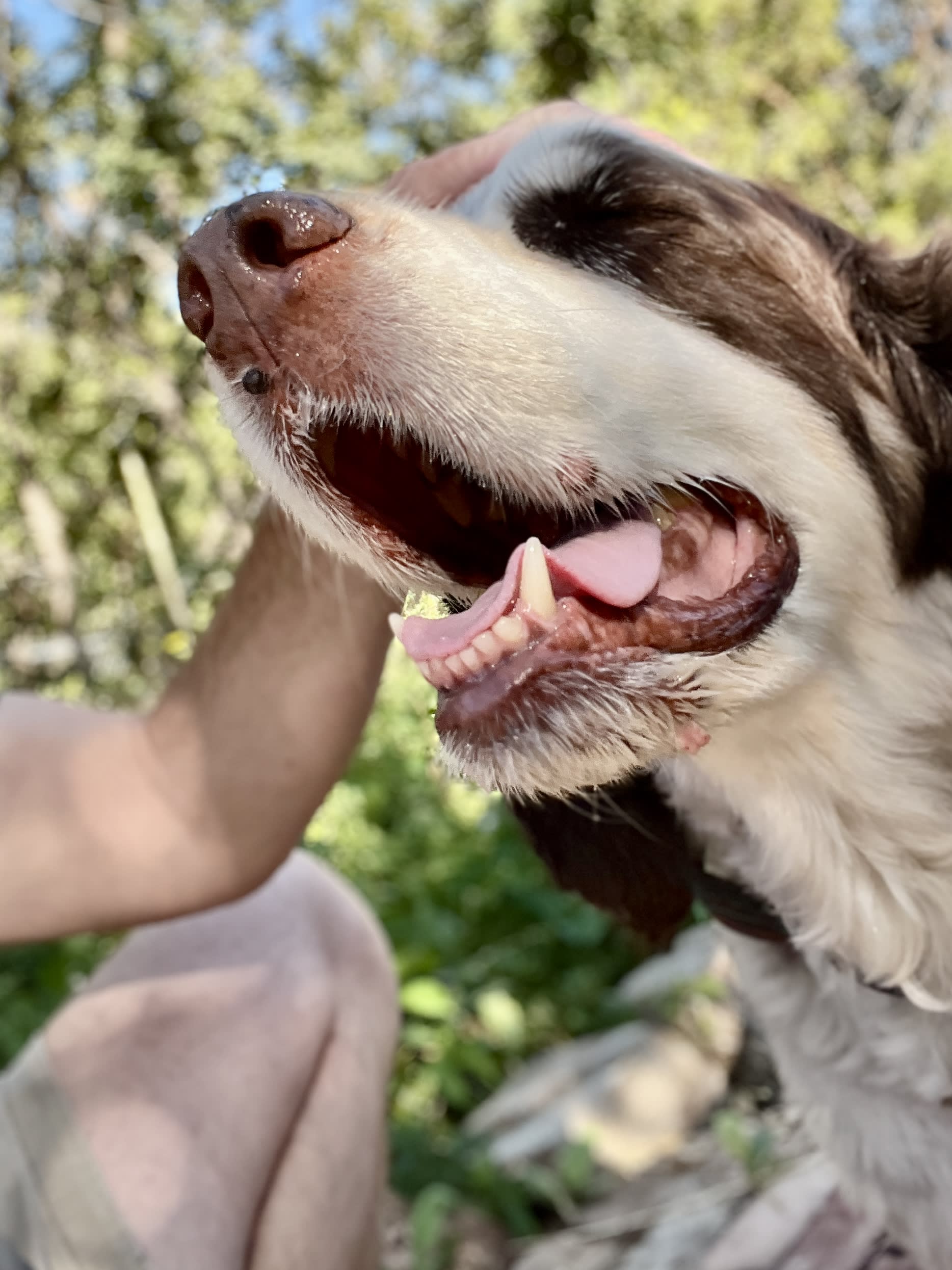 Border collie on a sunny outdoor trail during a dog walking visit with Away Home & Pet Care in Ogden Utah