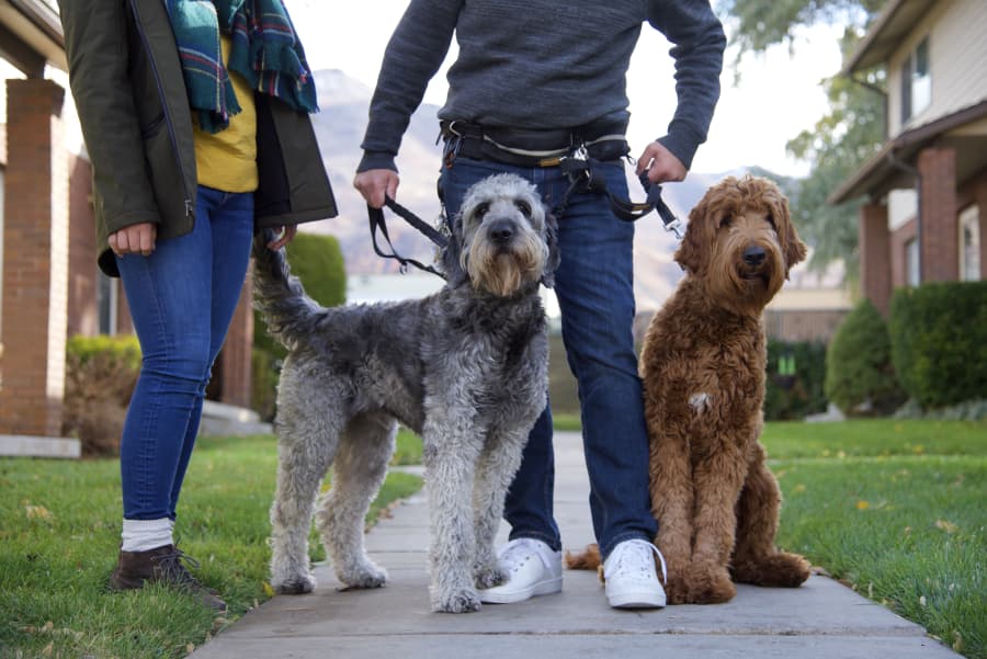 Professional pet sitter with golden retriever in Ogden Utah home