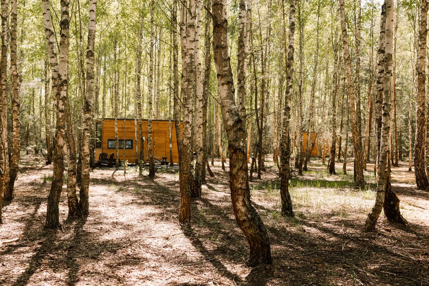Лісовий комплекс «УЛІС» у с. Дудки