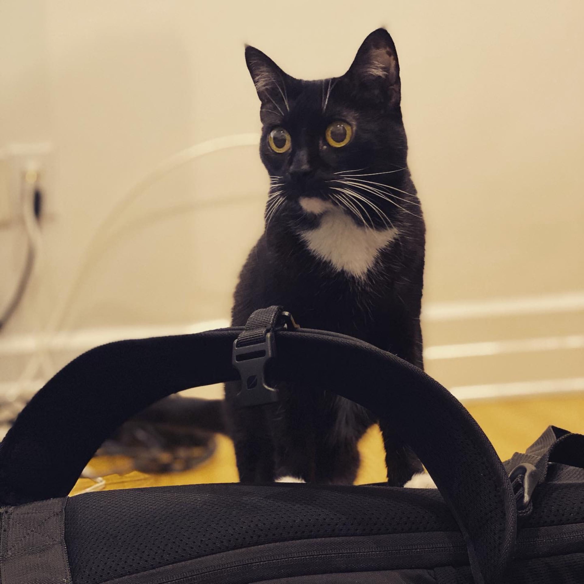 Nala