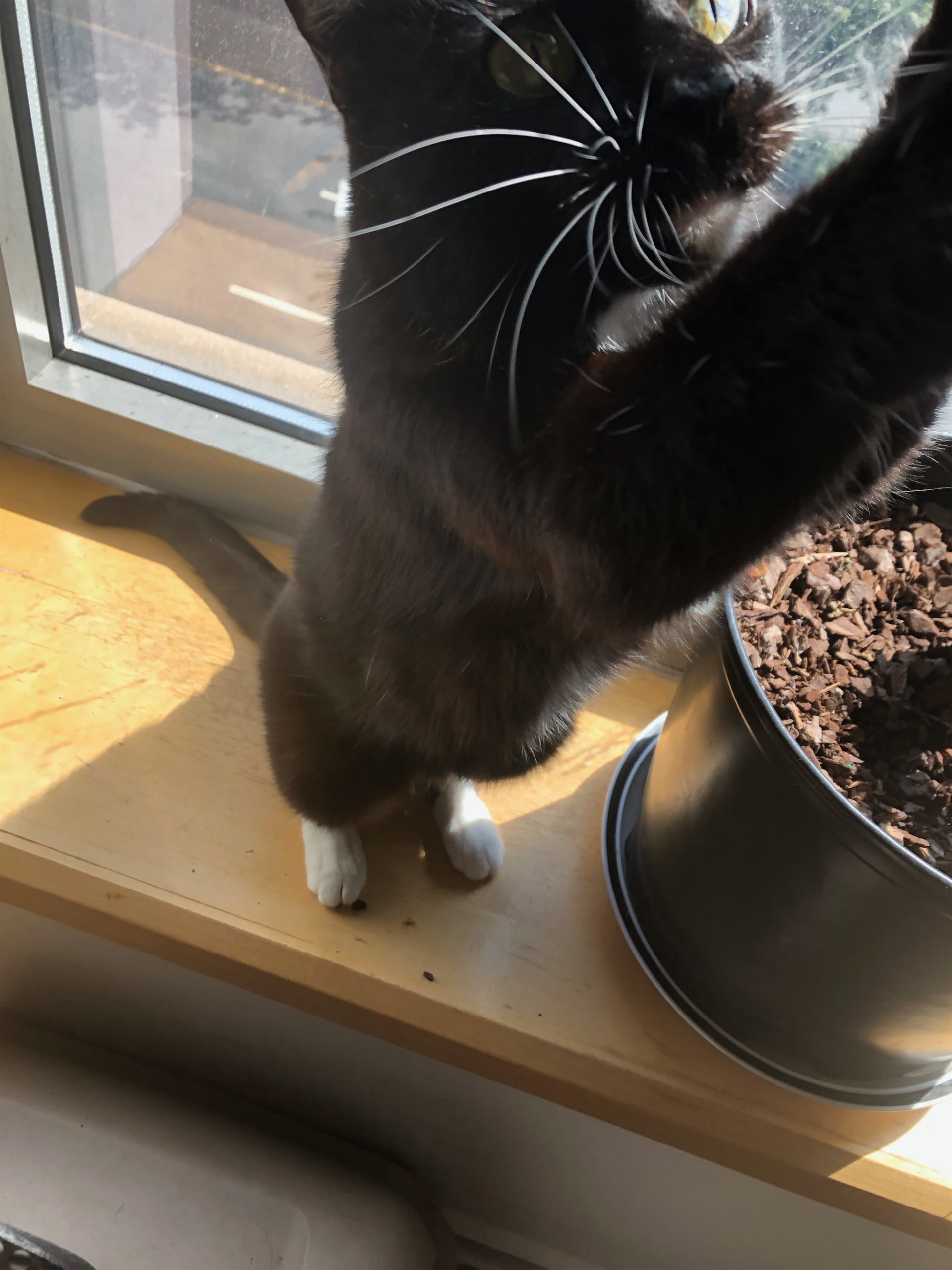 Nala