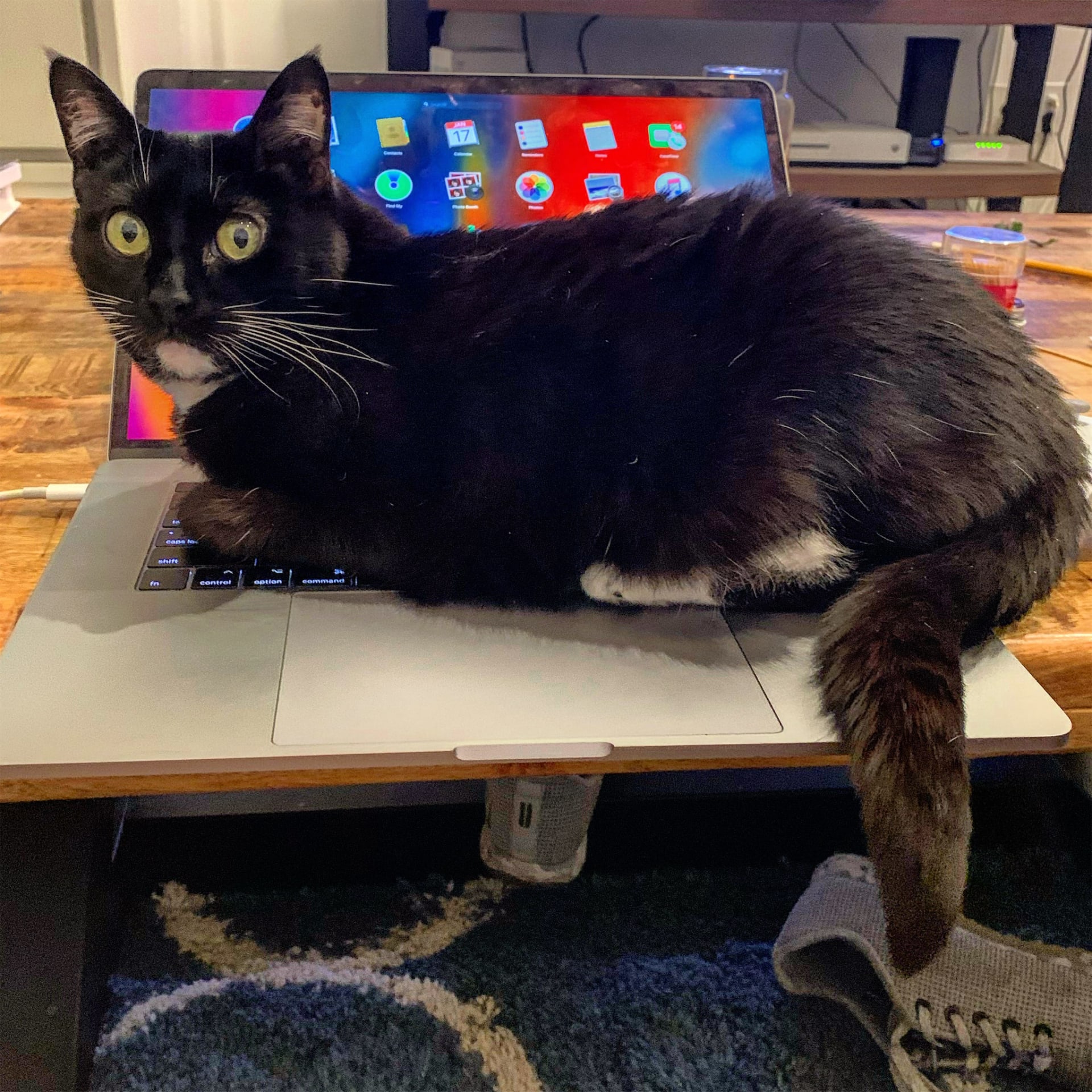 Nala