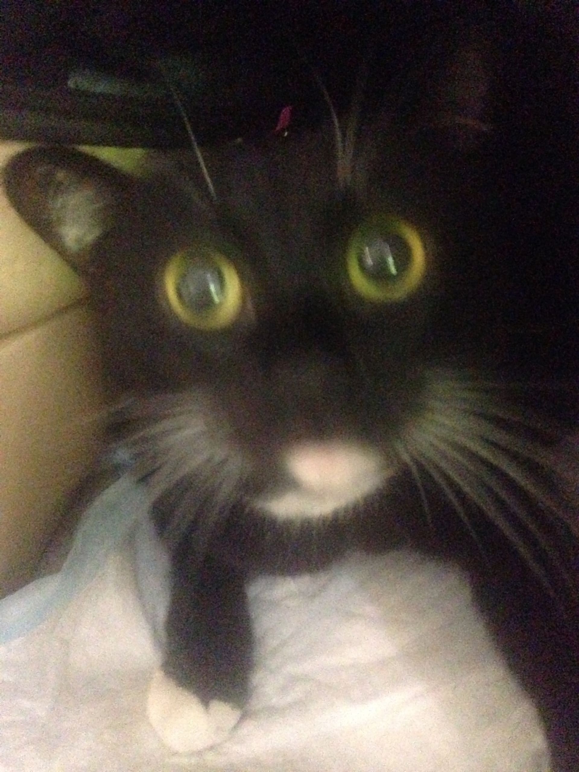 Nala