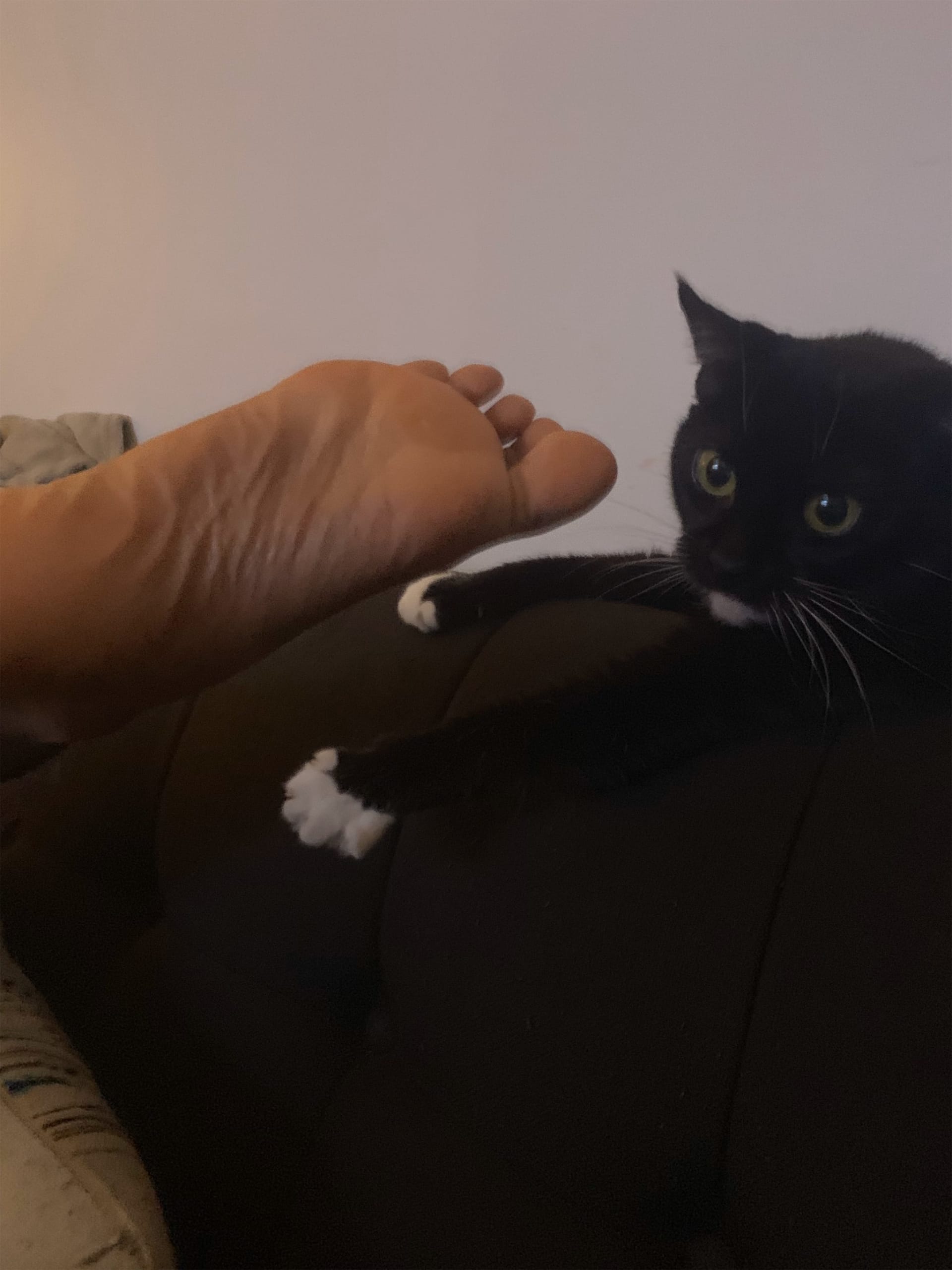 Nala