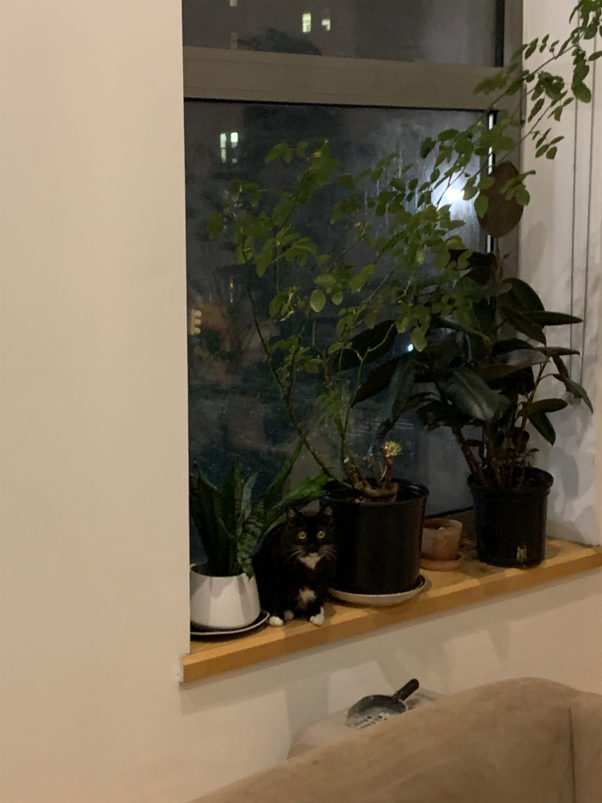 Nala