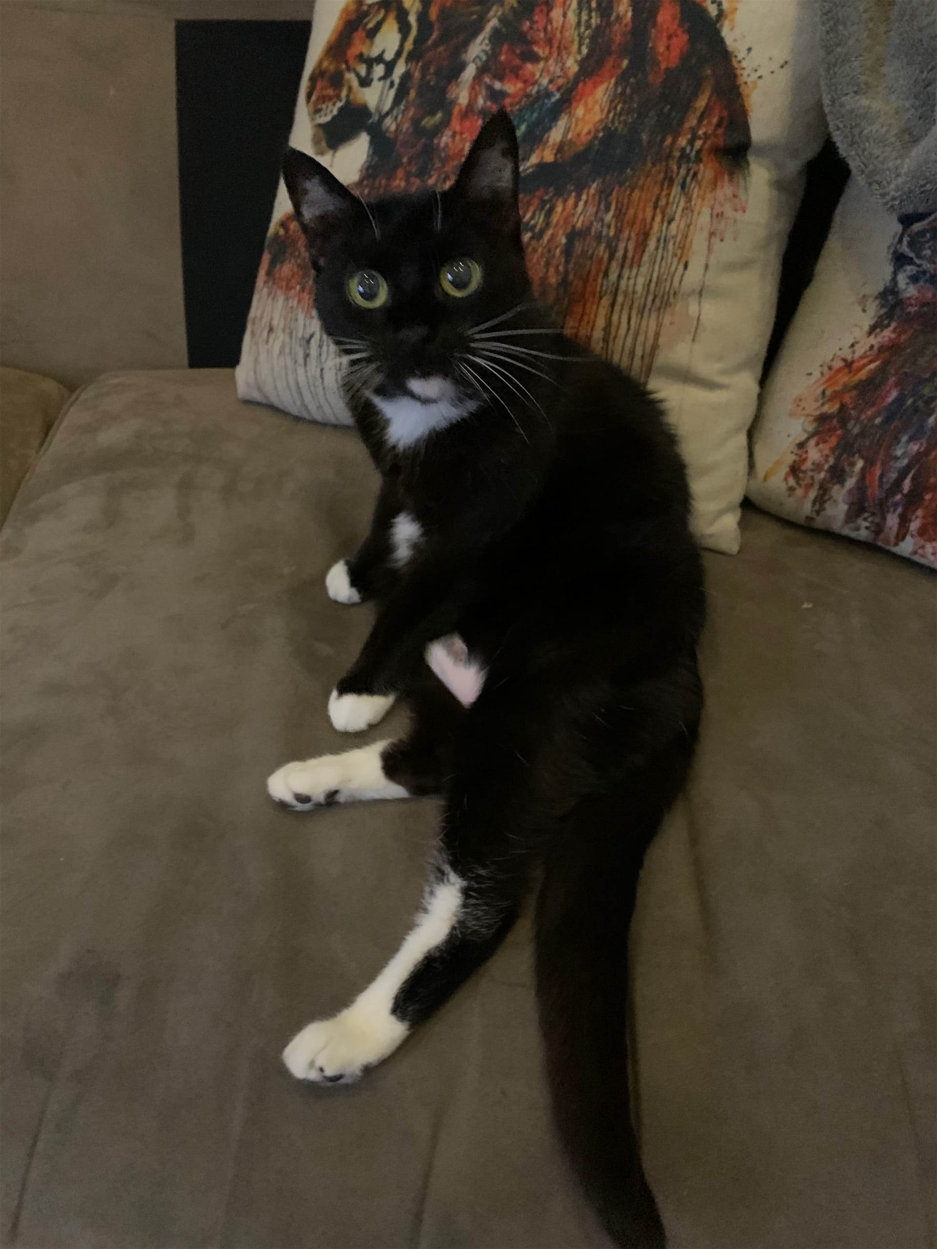 Nala