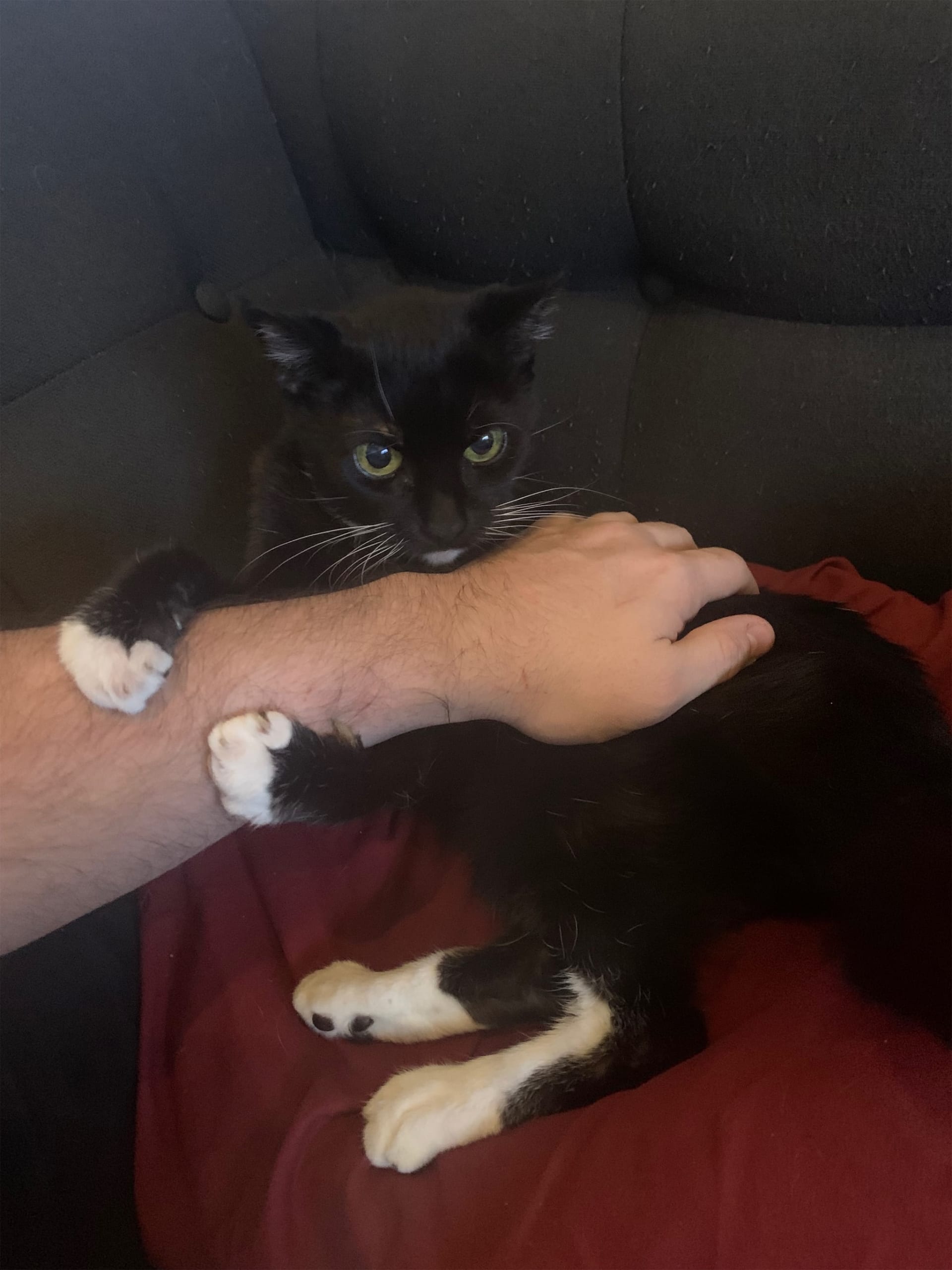 Nala