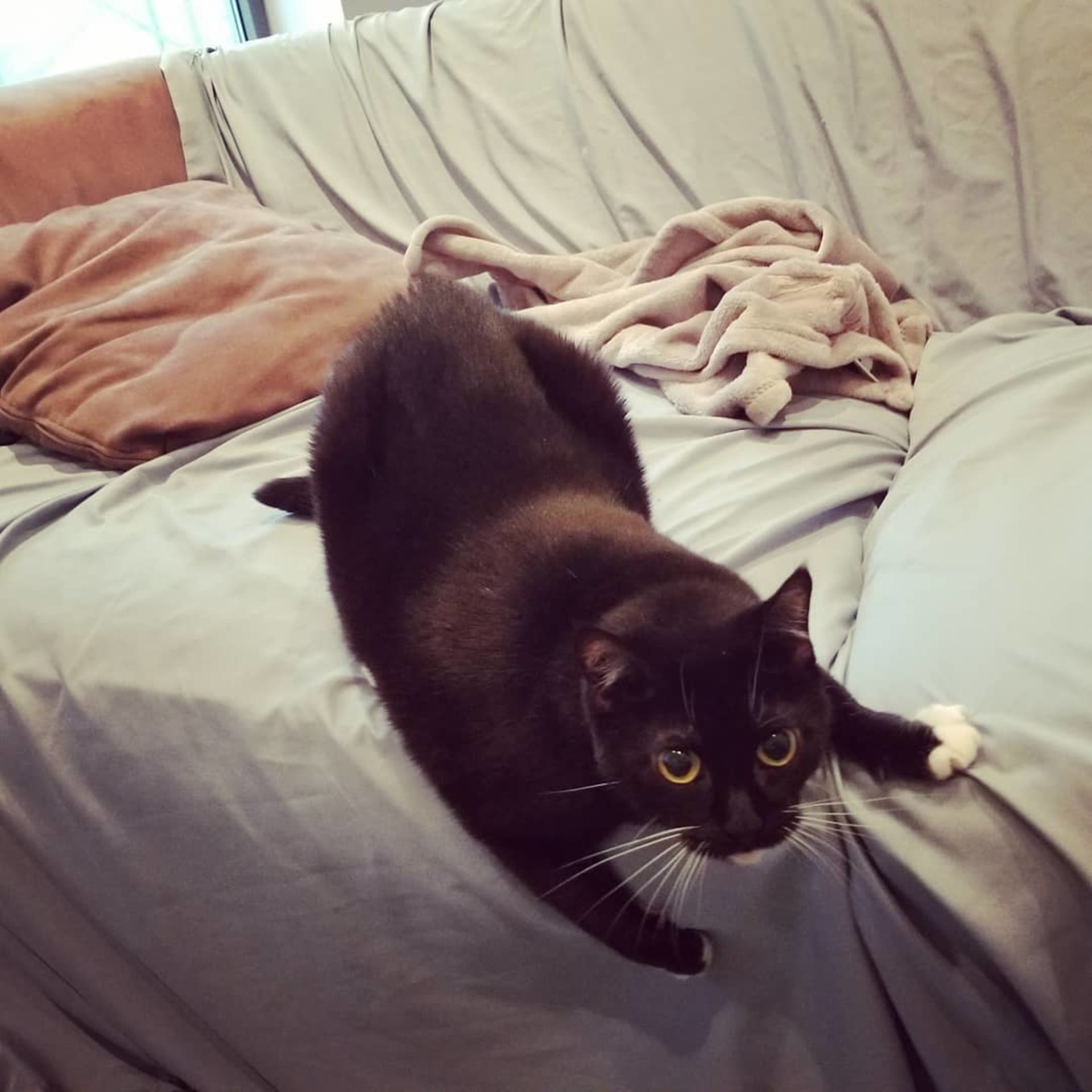 Nala