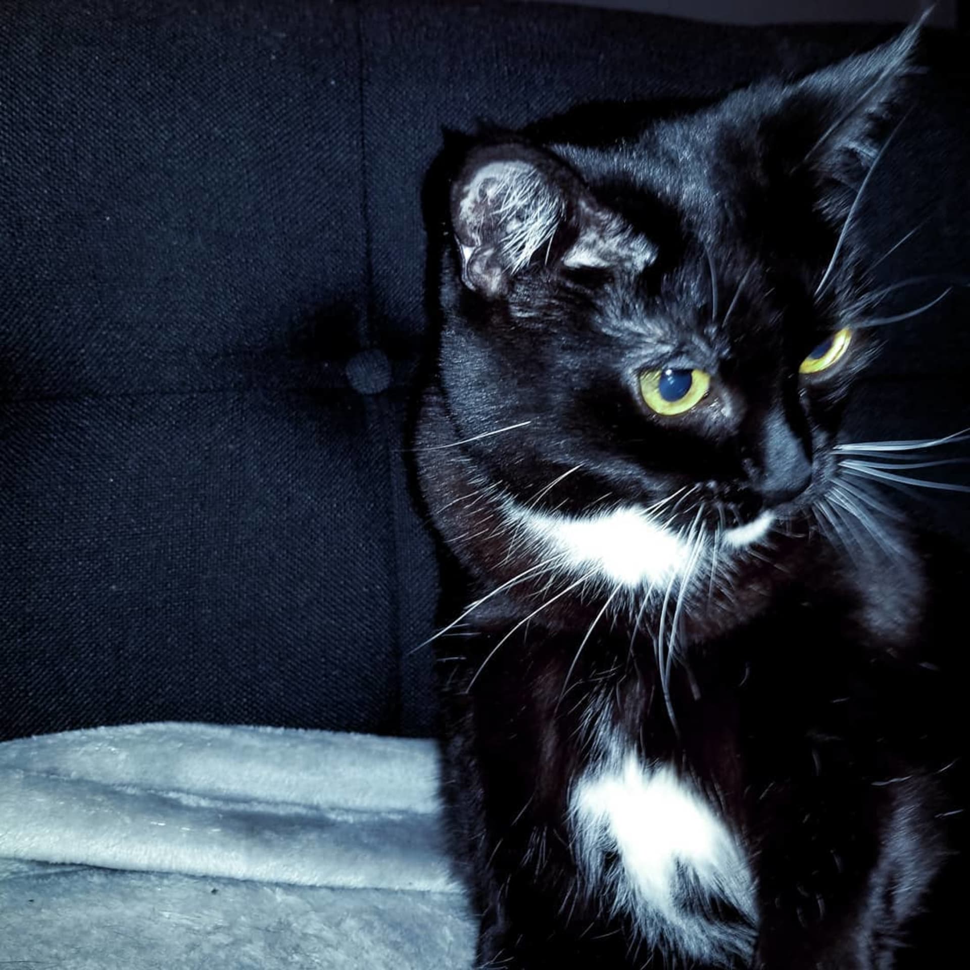 Nala